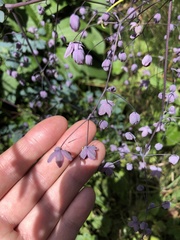 Thalictrum podocarpum