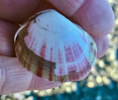 Semele rubropicta