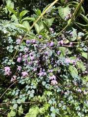 Thalictrum podocarpum