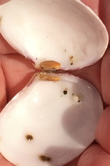 Semele rubropicta