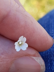 Epilobium chionanthum