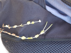 Epilobium chionanthum