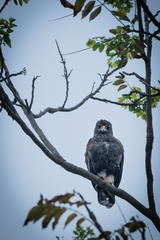 Parabuteo unicinctus