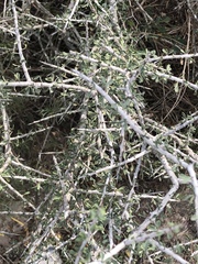 Condalia spathulata