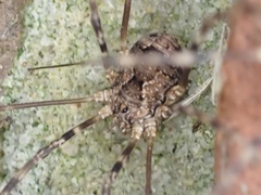 Leiobunum ventricosum