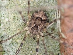 Leiobunum ventricosum