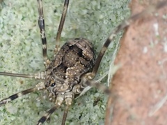 Leiobunum ventricosum