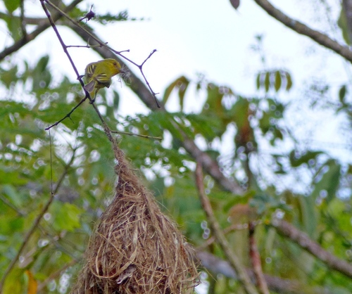Ochre-lored Flatbill (Tolmomyias flaviventris), photo 10