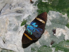 Porphyrogenes omphale