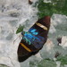 Porphyrogenes omphale - Photo 由 Lepidoptera Colombiana 🇨🇴 所上傳的 (c) Lepidoptera Colombiana 🇨🇴，保留部份權利CC BY-NC