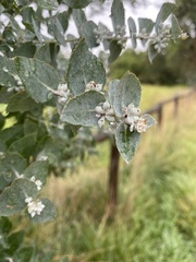 Eucalyptus crenulata