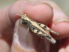 Eupnigodes sierranus