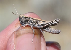 Eupnigodes sierranus