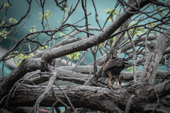 Parabuteo unicinctus