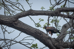 Parabuteo unicinctus