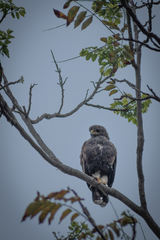 Parabuteo unicinctus