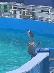 Nycticorax nycticorax image