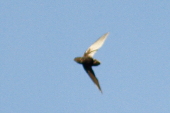 Chaetura brachyura