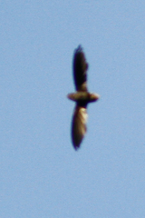 Chaetura brachyura