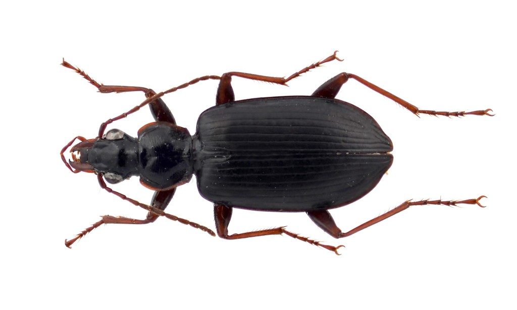 Platynus opaculus