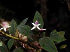 Macrocentrum cristatum