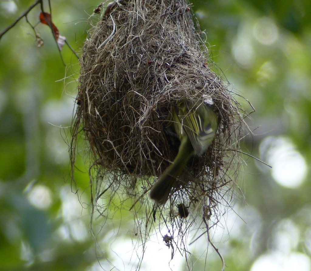 Ochre-Lored Flatbill