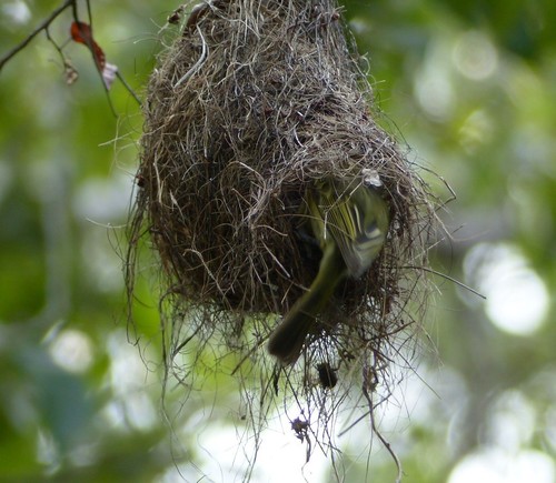 Ochre-lored Flatbill