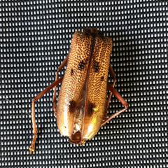 Phoracantha acanthocera