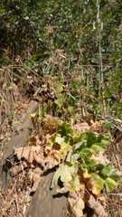 Pelargonium lobatum