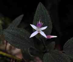 Macrocentrum cristatum