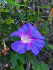 Ipomoea orizabensis collina
