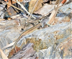 Sceloporus pyrocephalus