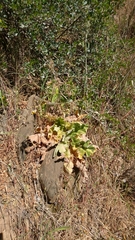 Pelargonium lobatum