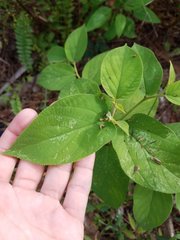 Trema micrantha floridana