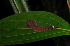 Onychophora
