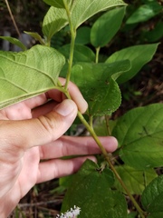 Trema micrantha floridana