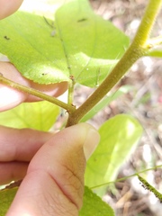 Trema micrantha floridana