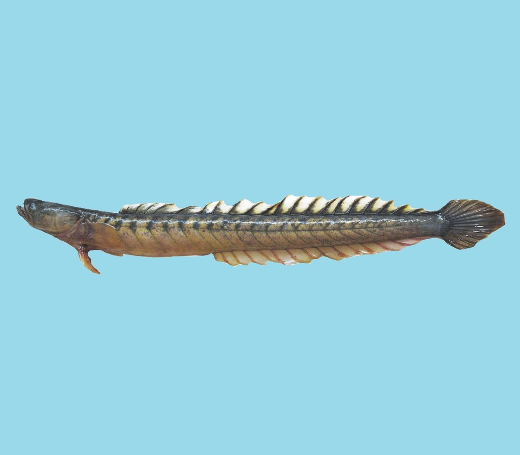 Peruvian Eelgoby