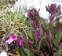 Pedicularis roylei