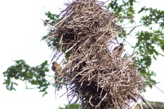 Agelaioides fringillarius