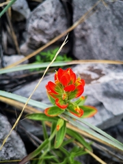 Castilleja rigida