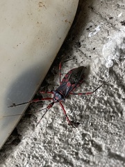 Zelus armillatus