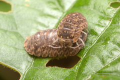 Armadillo intermixtus