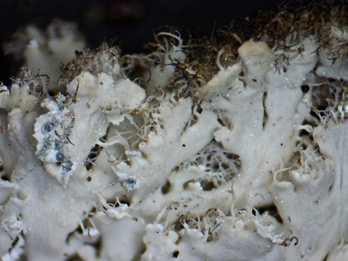 Powdered Fringe Lichen