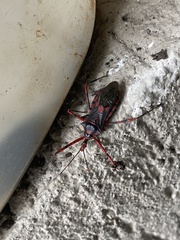 Zelus armillatus