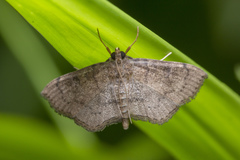 Protonoceras