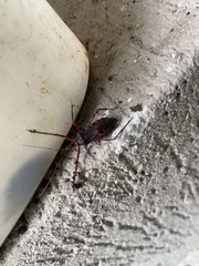 Zelus armillatus