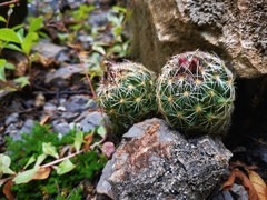 Coryphantha neglecta