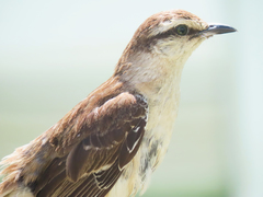 Mimus saturninus