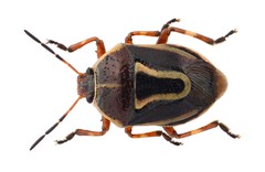 Perillus circumcinctus